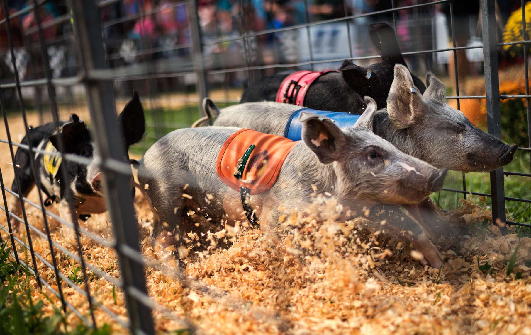 Hogway Speedway Racing Pigs, Ducks and Goats